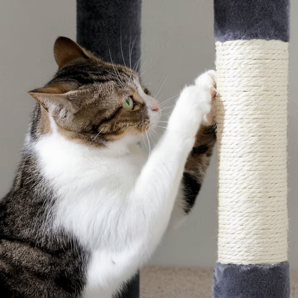 Arbre à chat - Angle