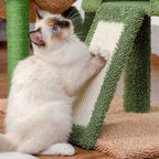 Arbre à chat - Botanique