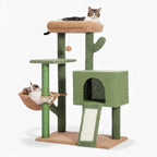 Arbre à chat - Botanique