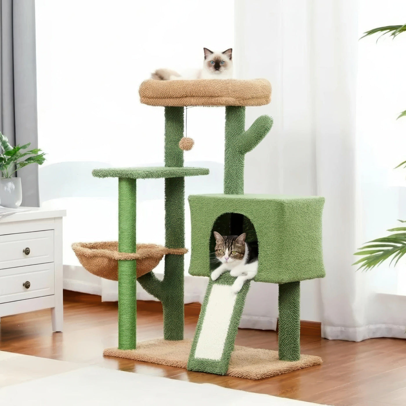 Arbre à chat - Botanique