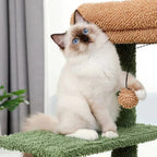 Arbre à chat - Botanique