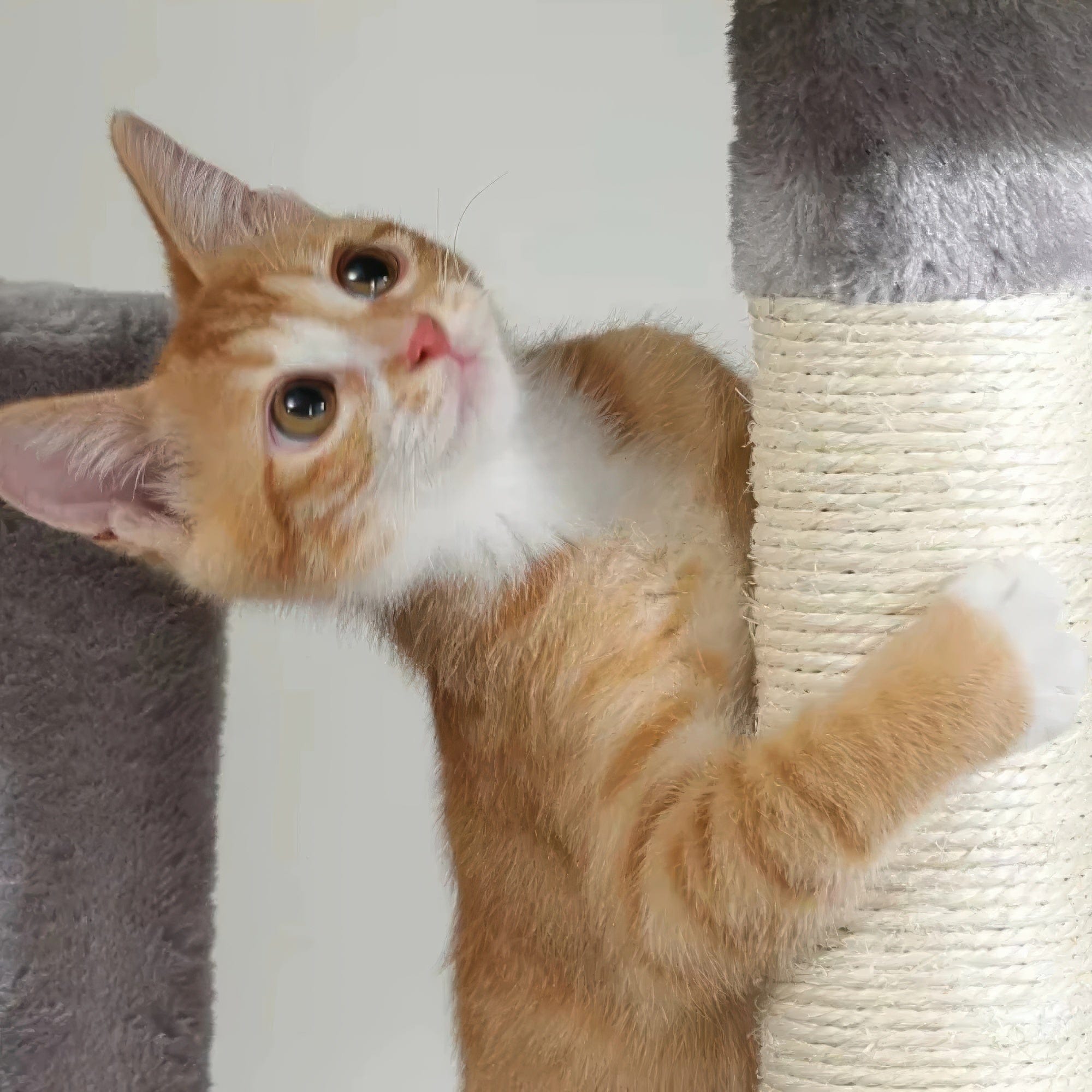 Arbre à chat - Boule