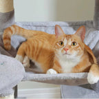 Arbre à chat - Boule