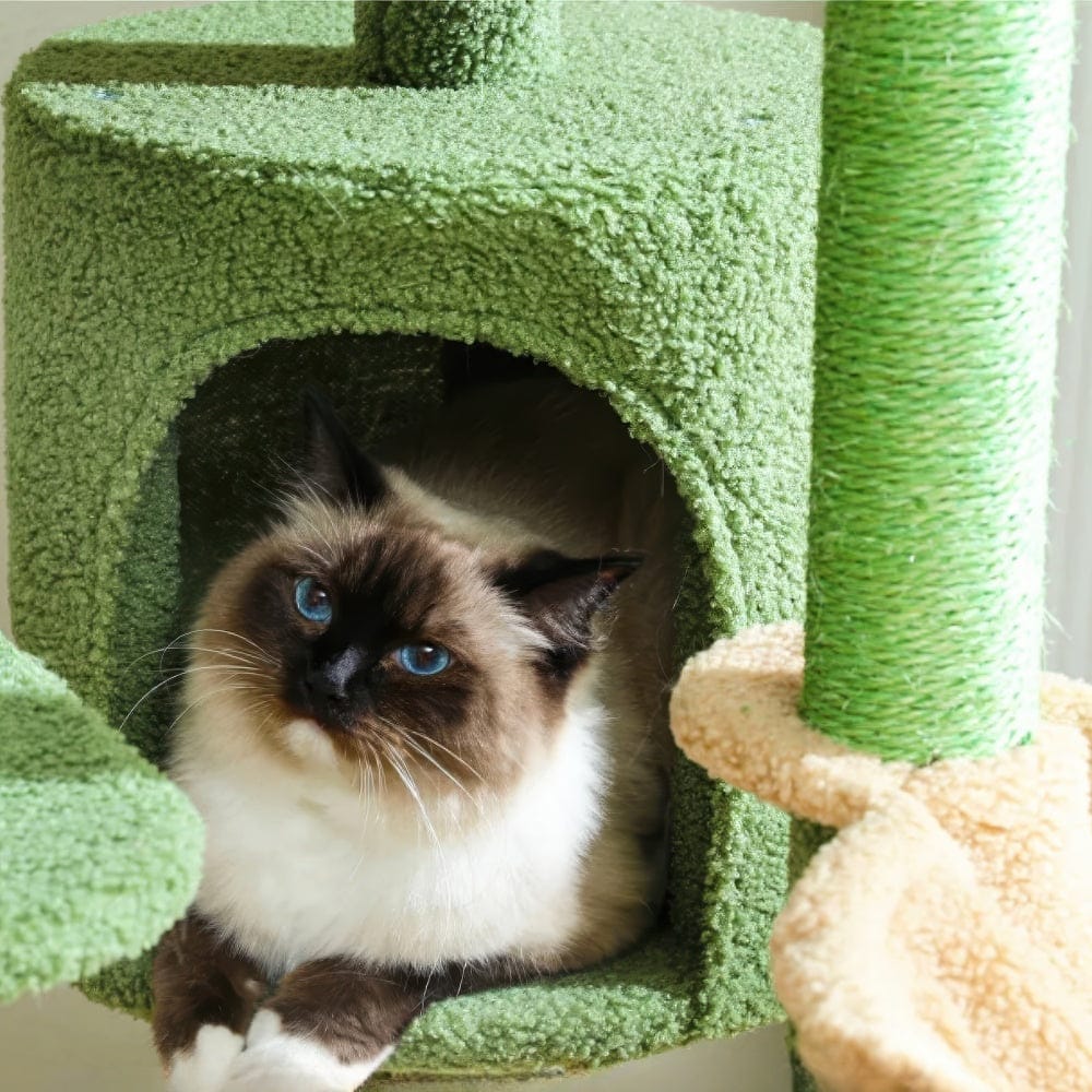 Arbre à chat - Buisson