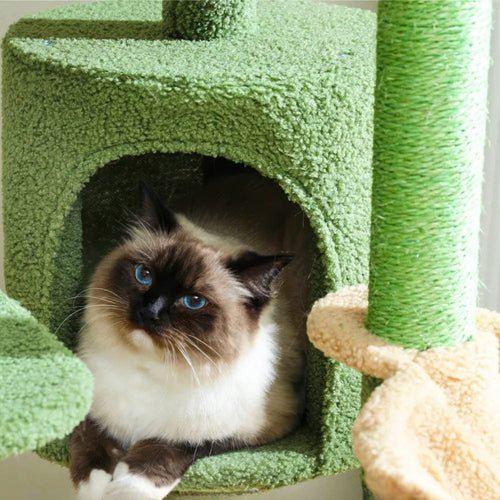 Arbre à chat - Buisson