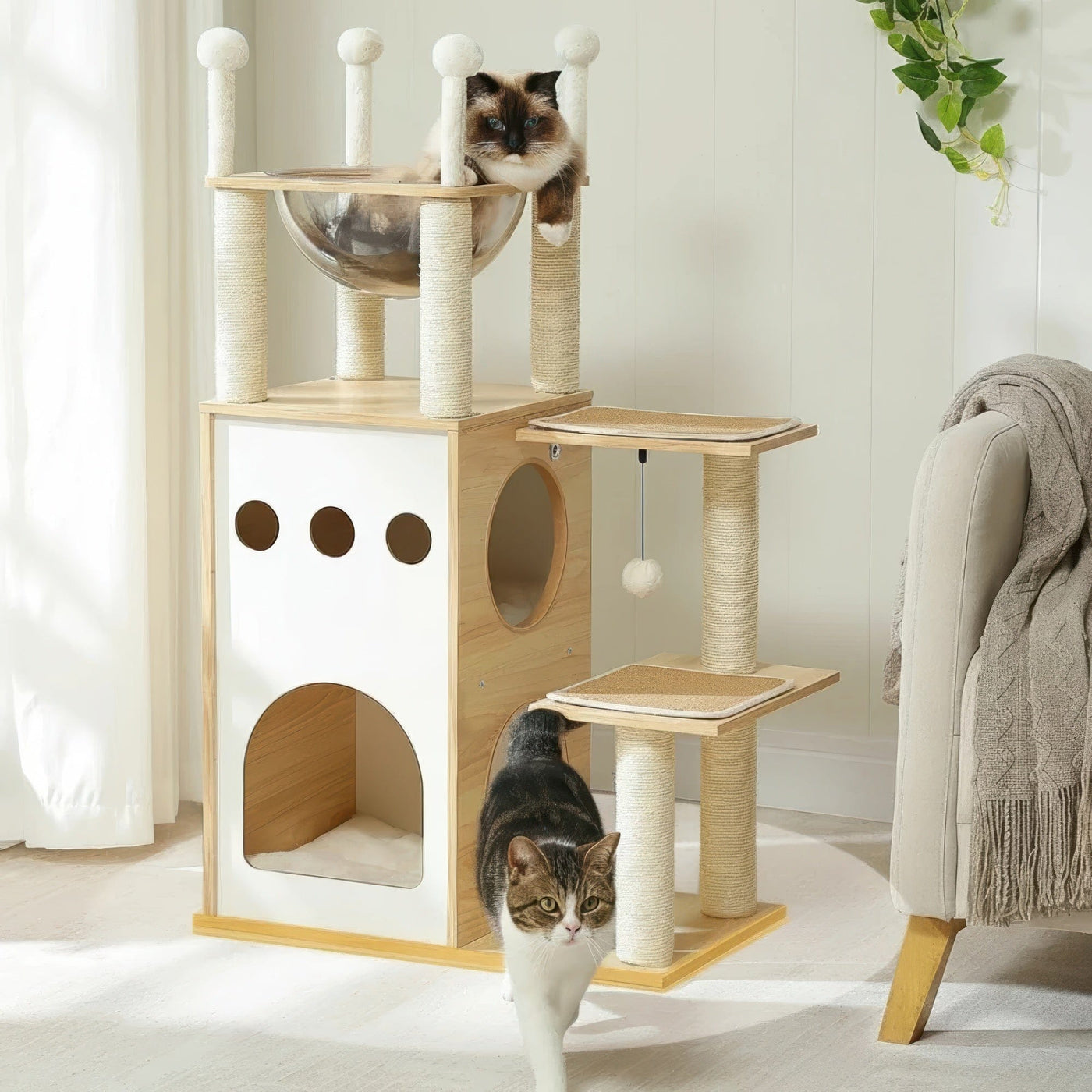 Arbre à chat - Capsule