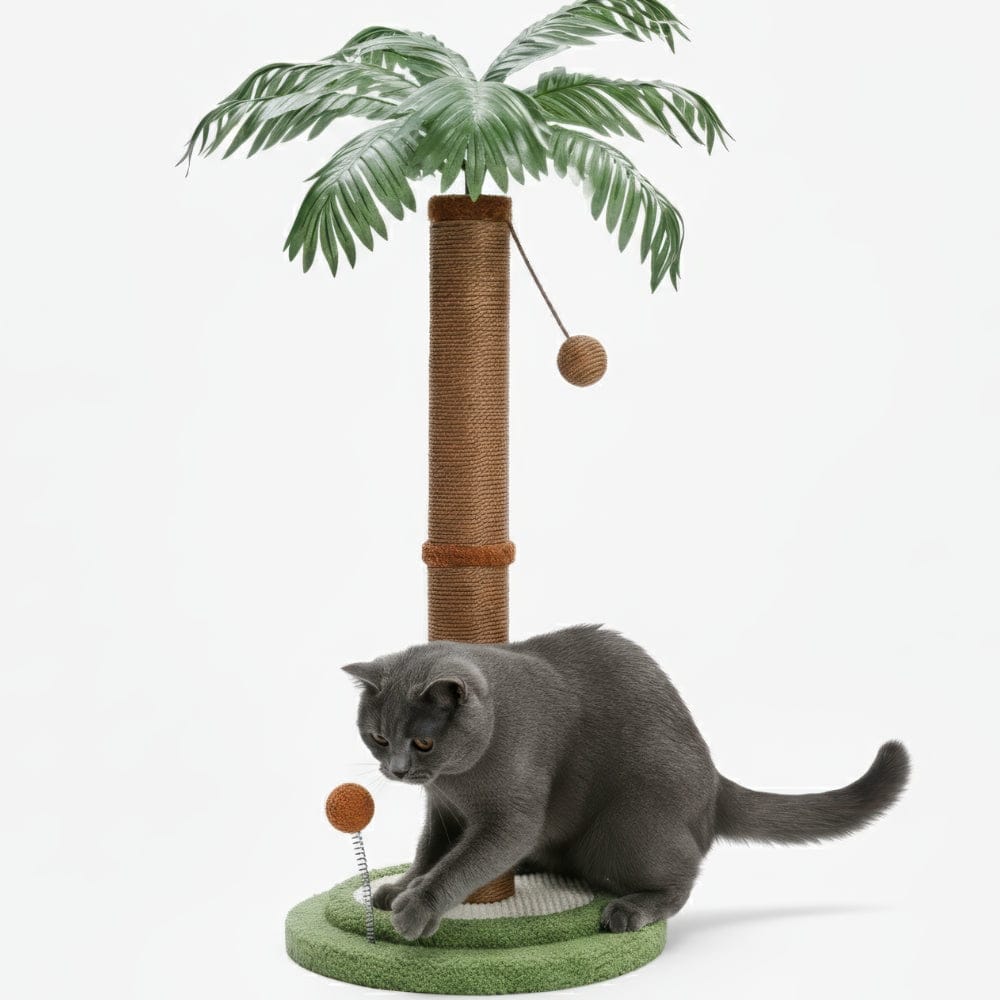 Arbre à chat - Cocotier
