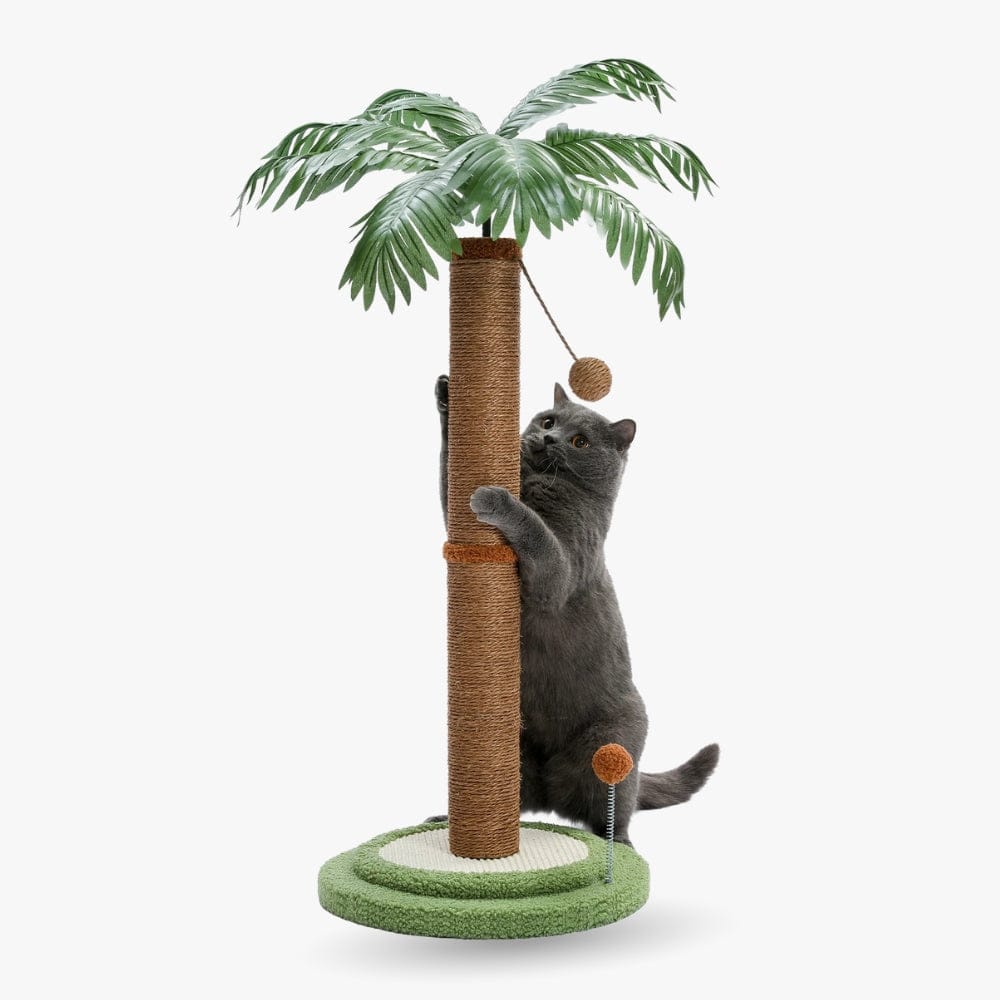 Arbre à chat - Cocotier