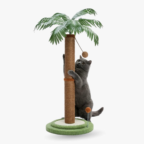 Arbre à chat - Cocotier