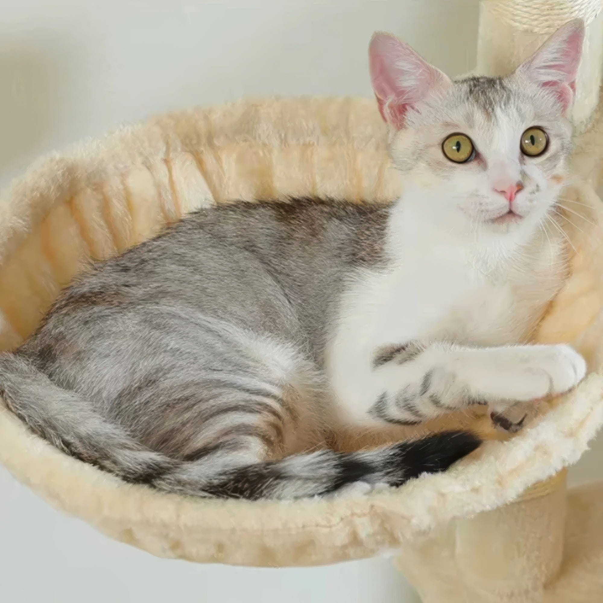 Arbre à chat - Écru