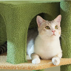 Arbre à chat - Émeraude