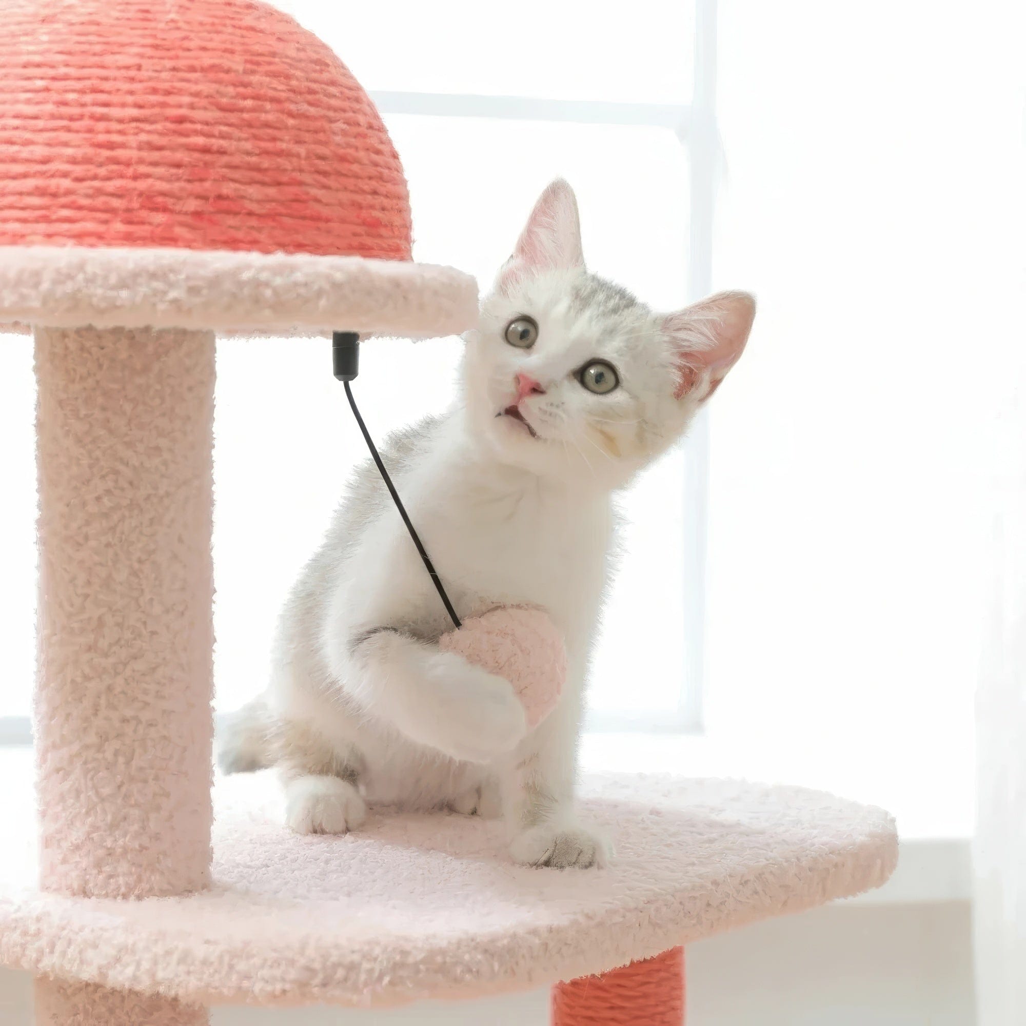 Arbre à chat - Flamand rose