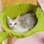 Arbre à chat - Fuchsia