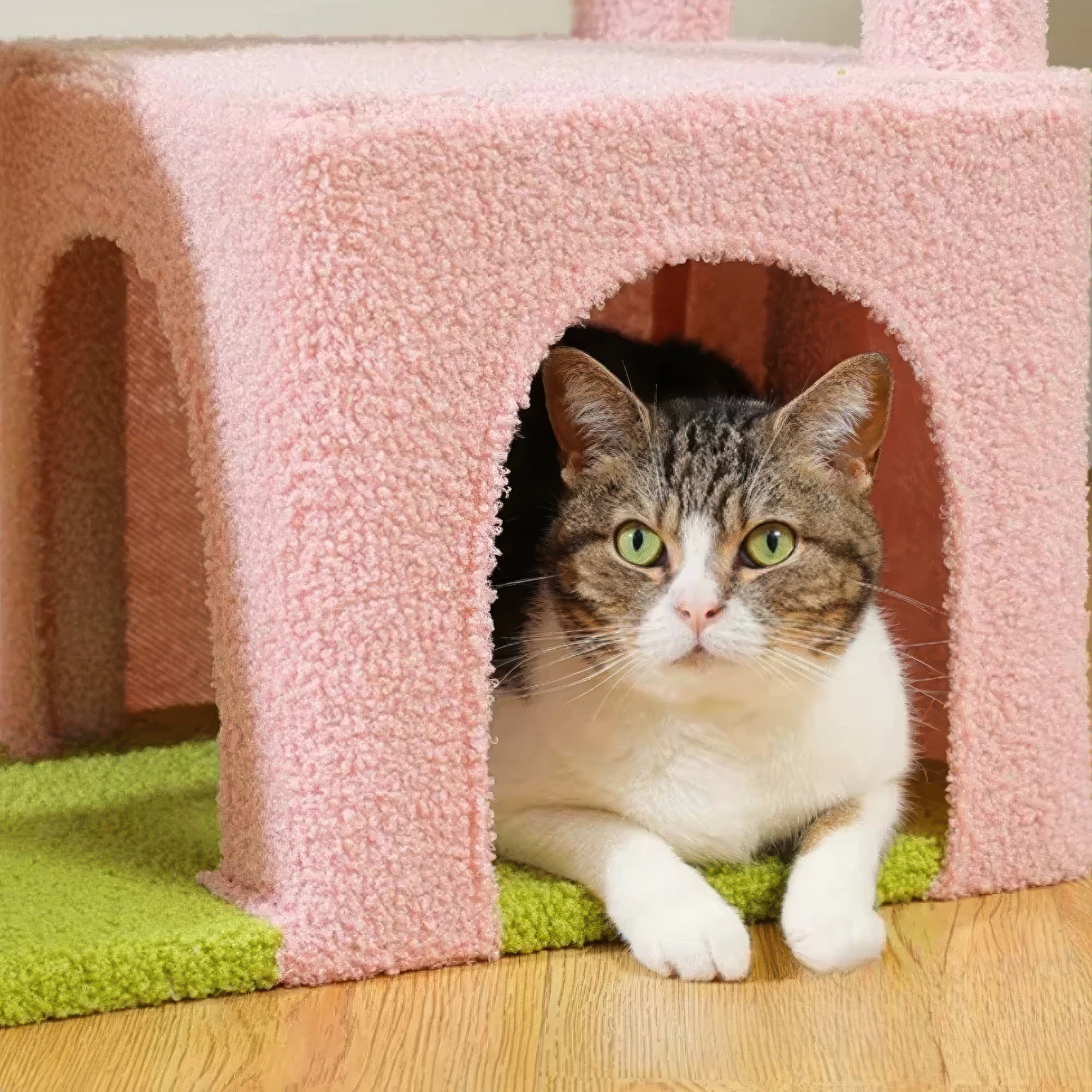 Arbre à chat - Fuchsia