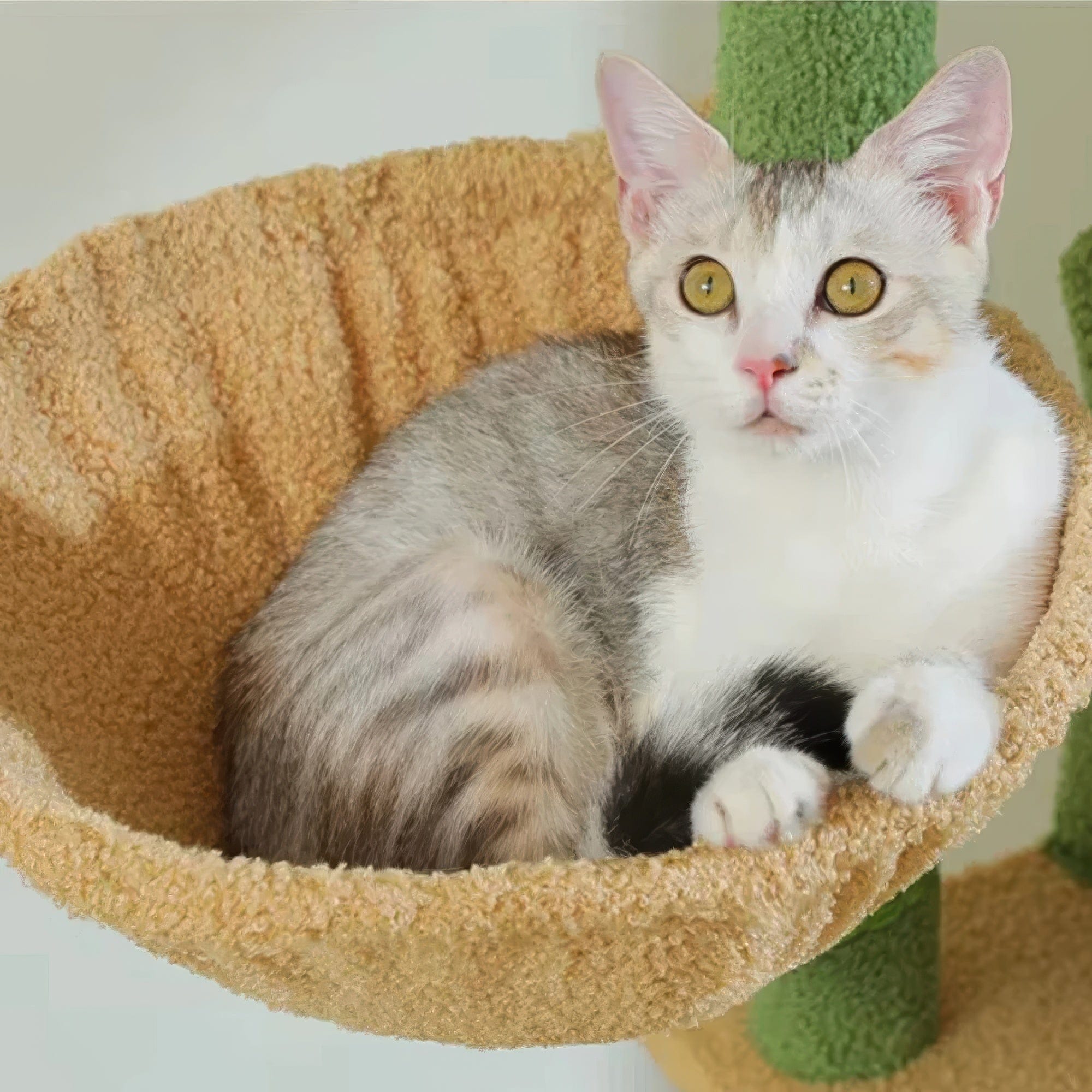 Arbre à chat - Gazon