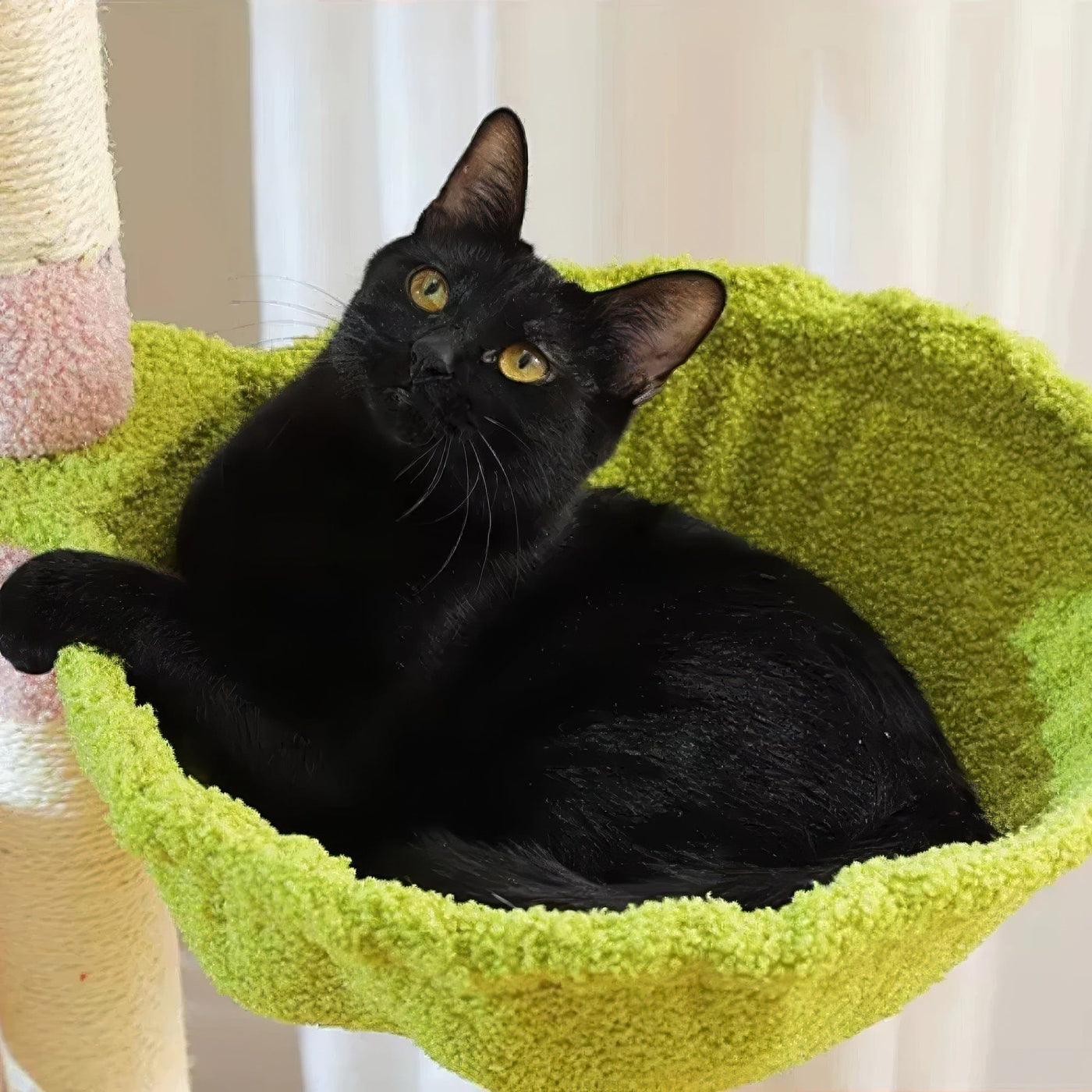 Arbre à chat - Jardin