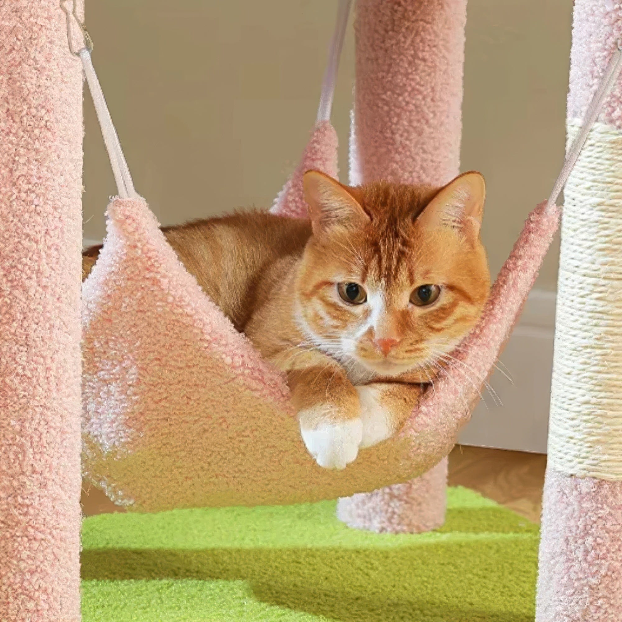 Arbre à chat - Jardin