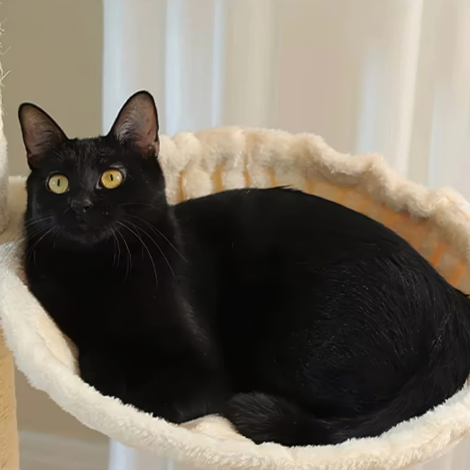 Arbre à chat - Minimaliste