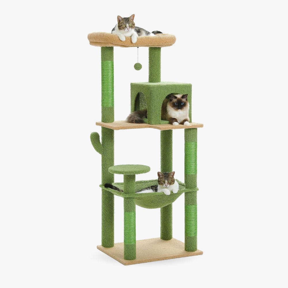 Arbre à chat moyen cactus