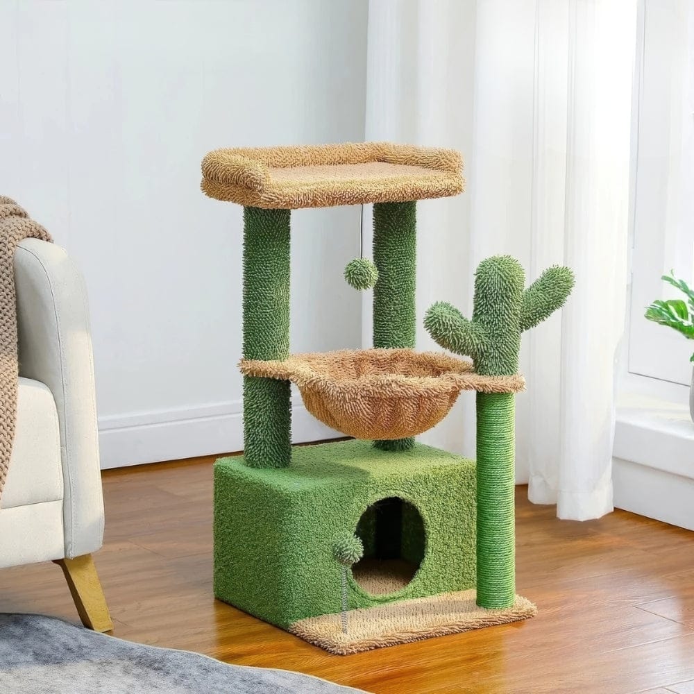 Arbre à chat petit cactus