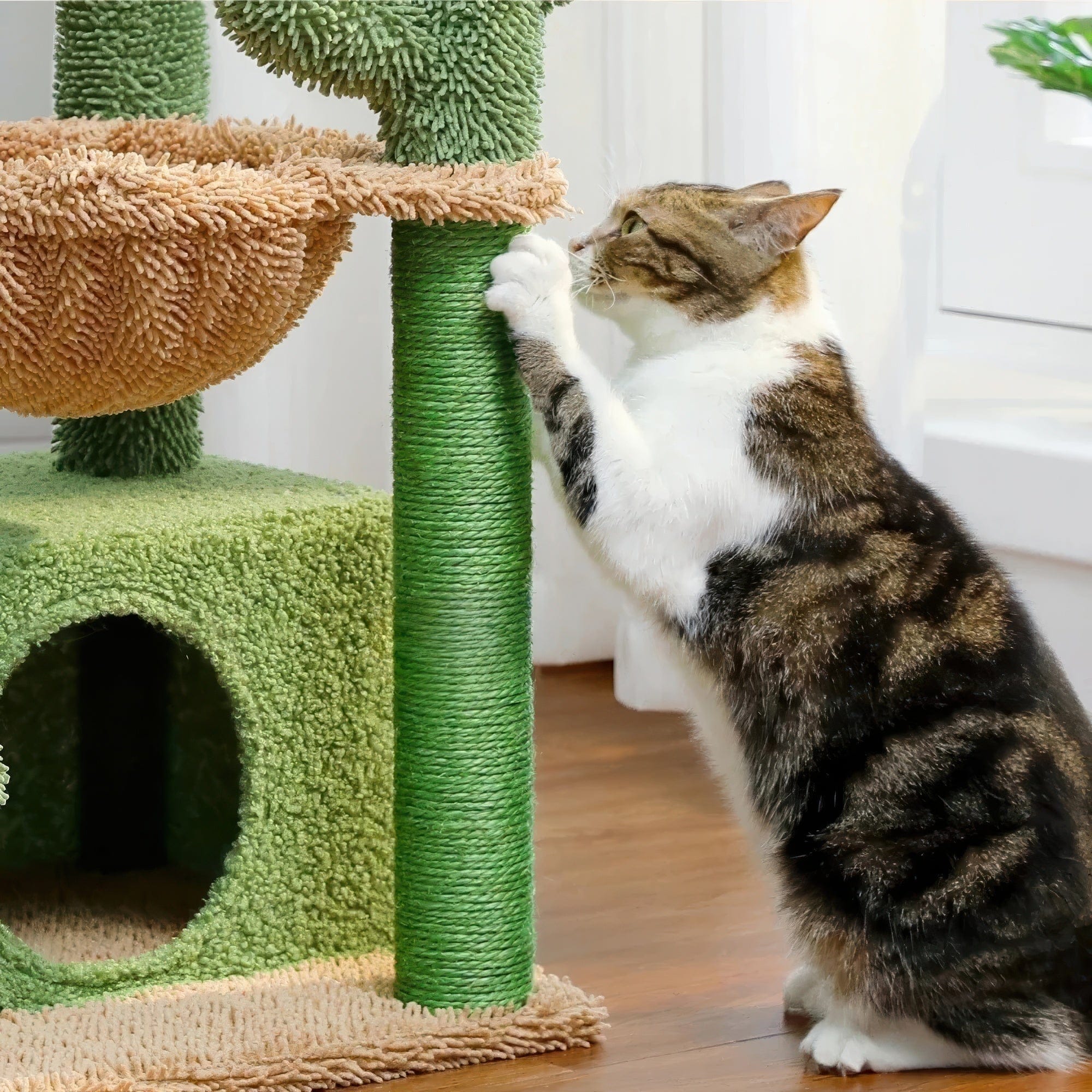 Arbre à chat petit cactus