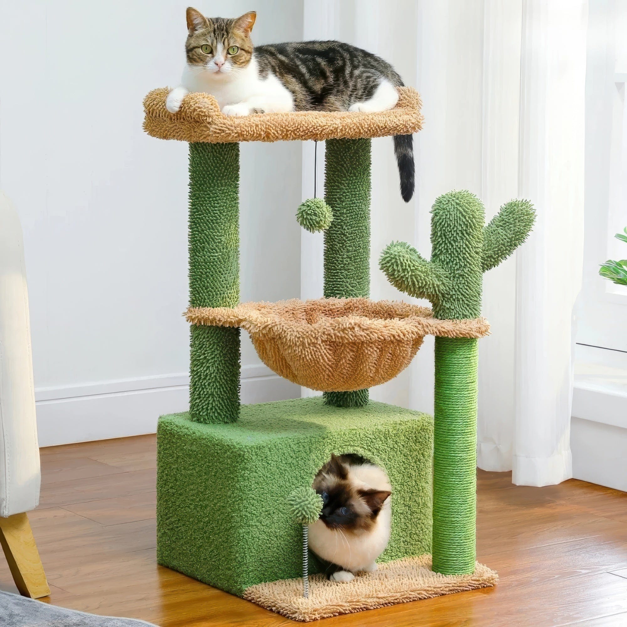 Arbre à chat petit cactus