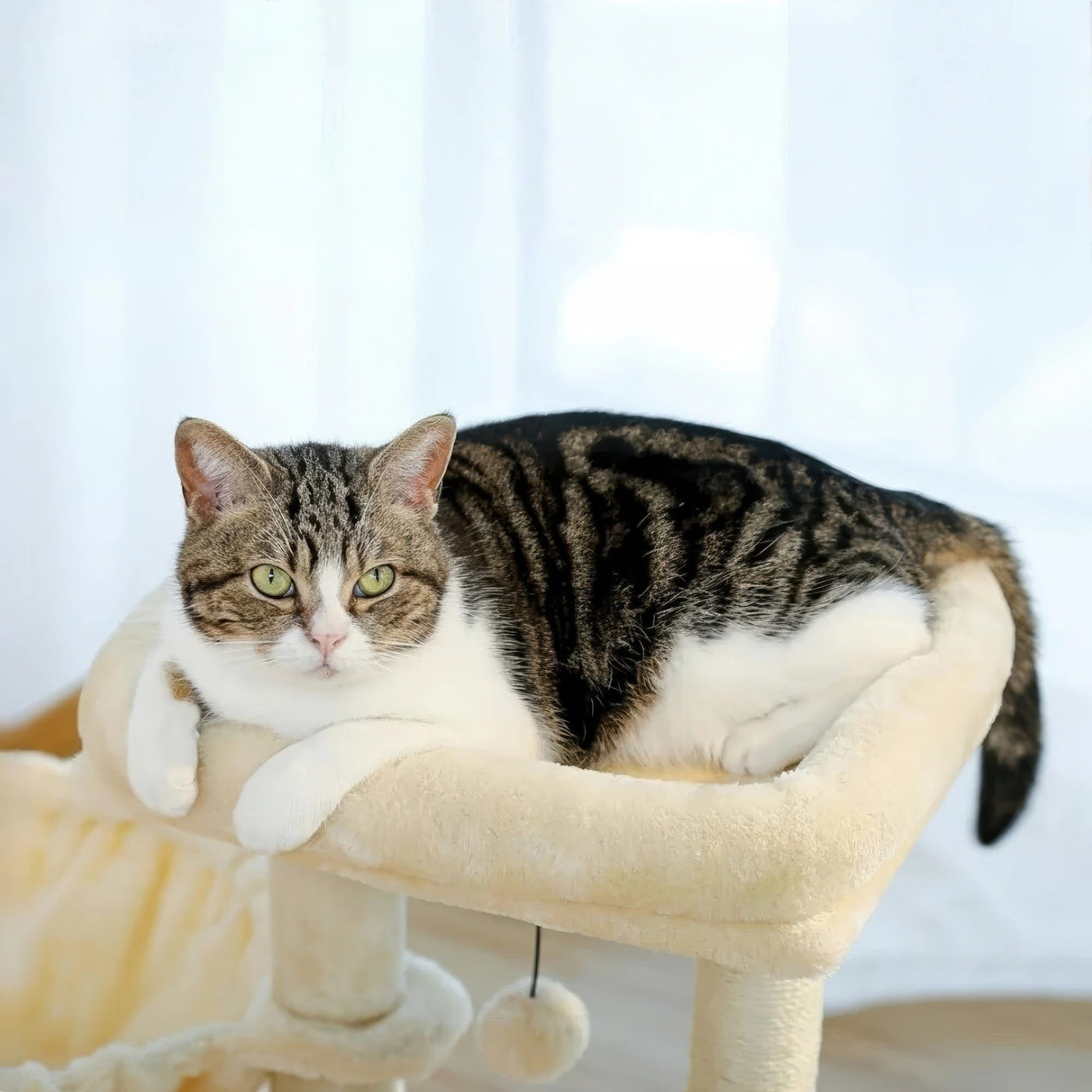 Arbre à chat petit doux