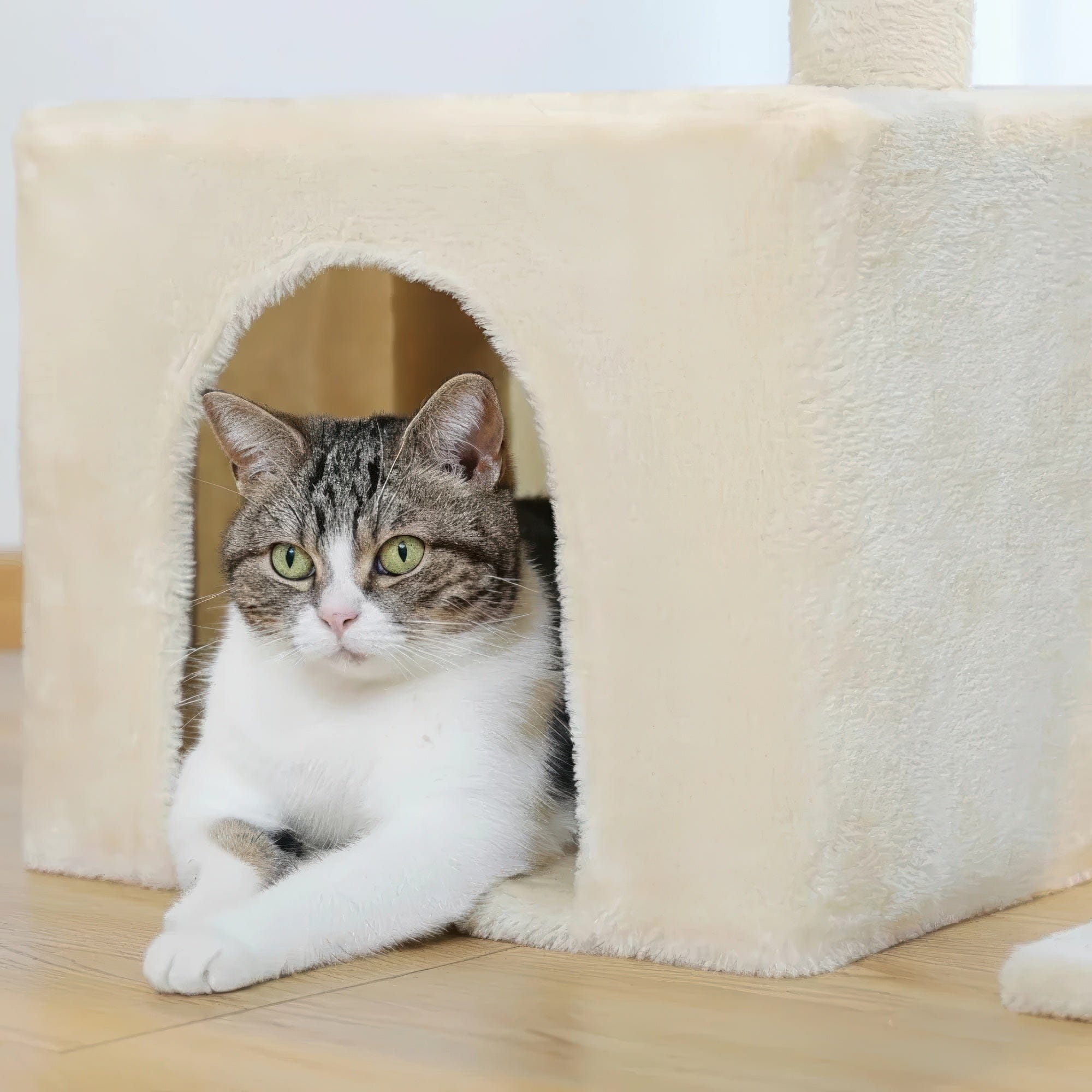 Arbre à chat petit doux