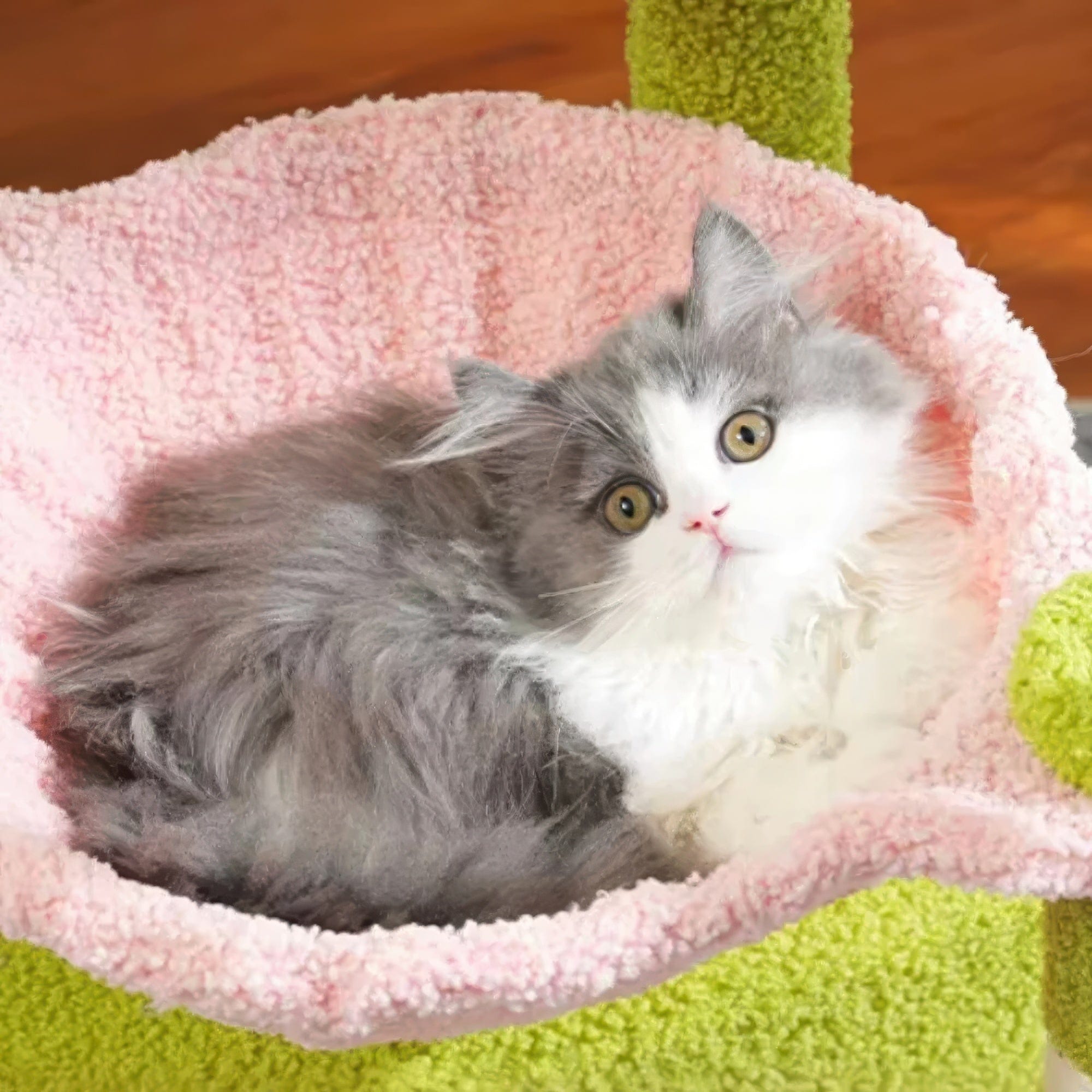 Arbre à chat petit vert