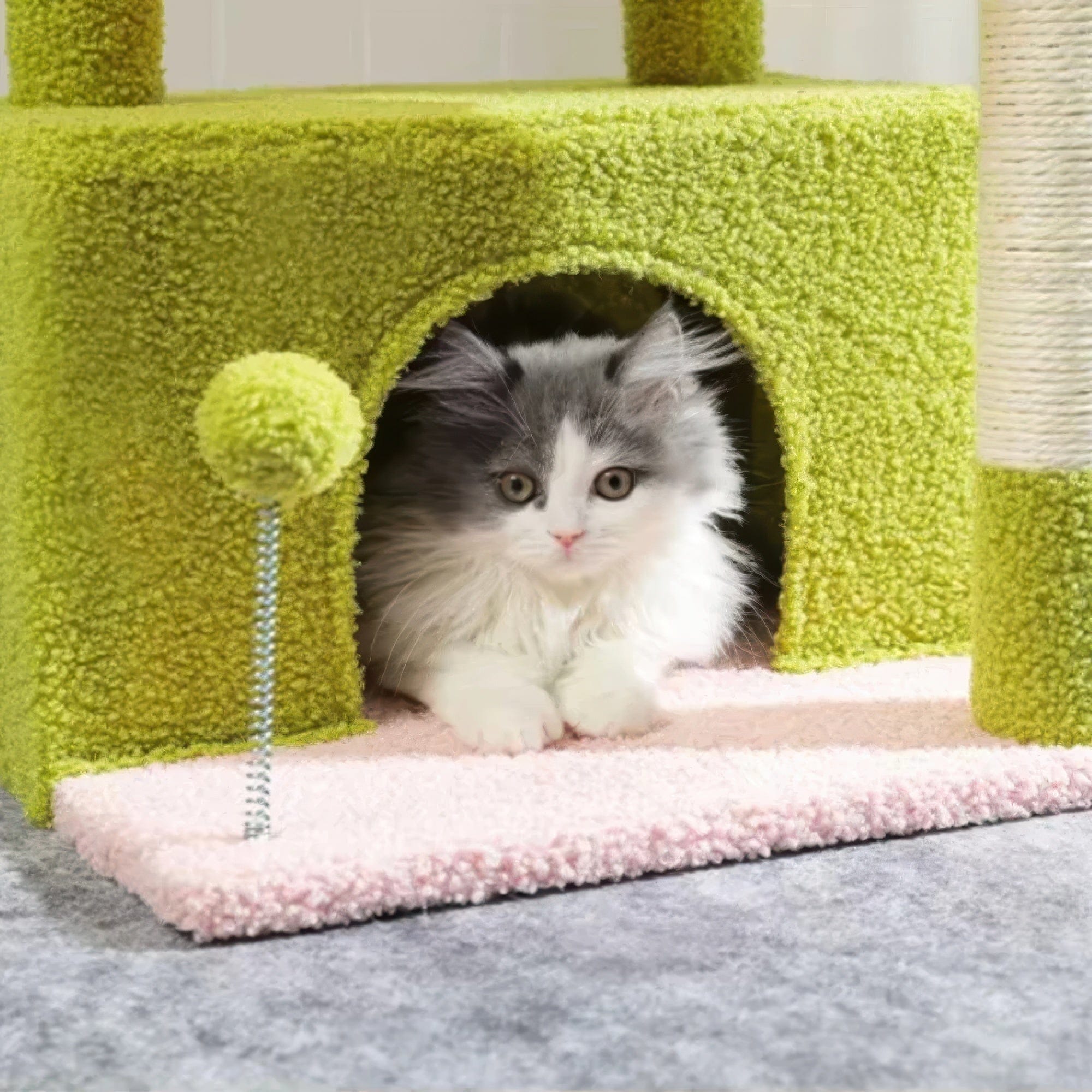 Arbre à chat petit vert