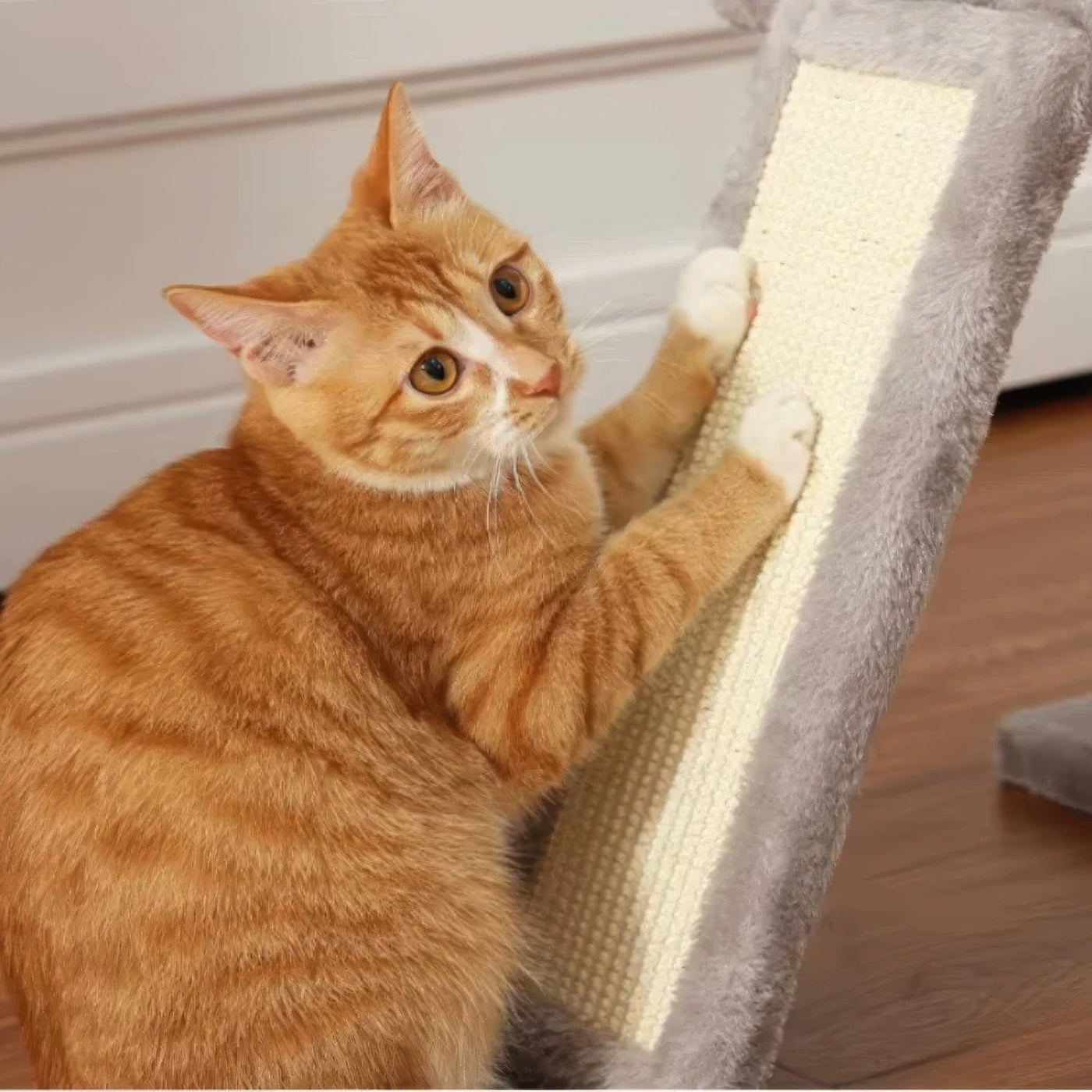 Arbre à chat plafond gris