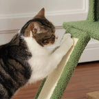 Arbre à chat plafond plante