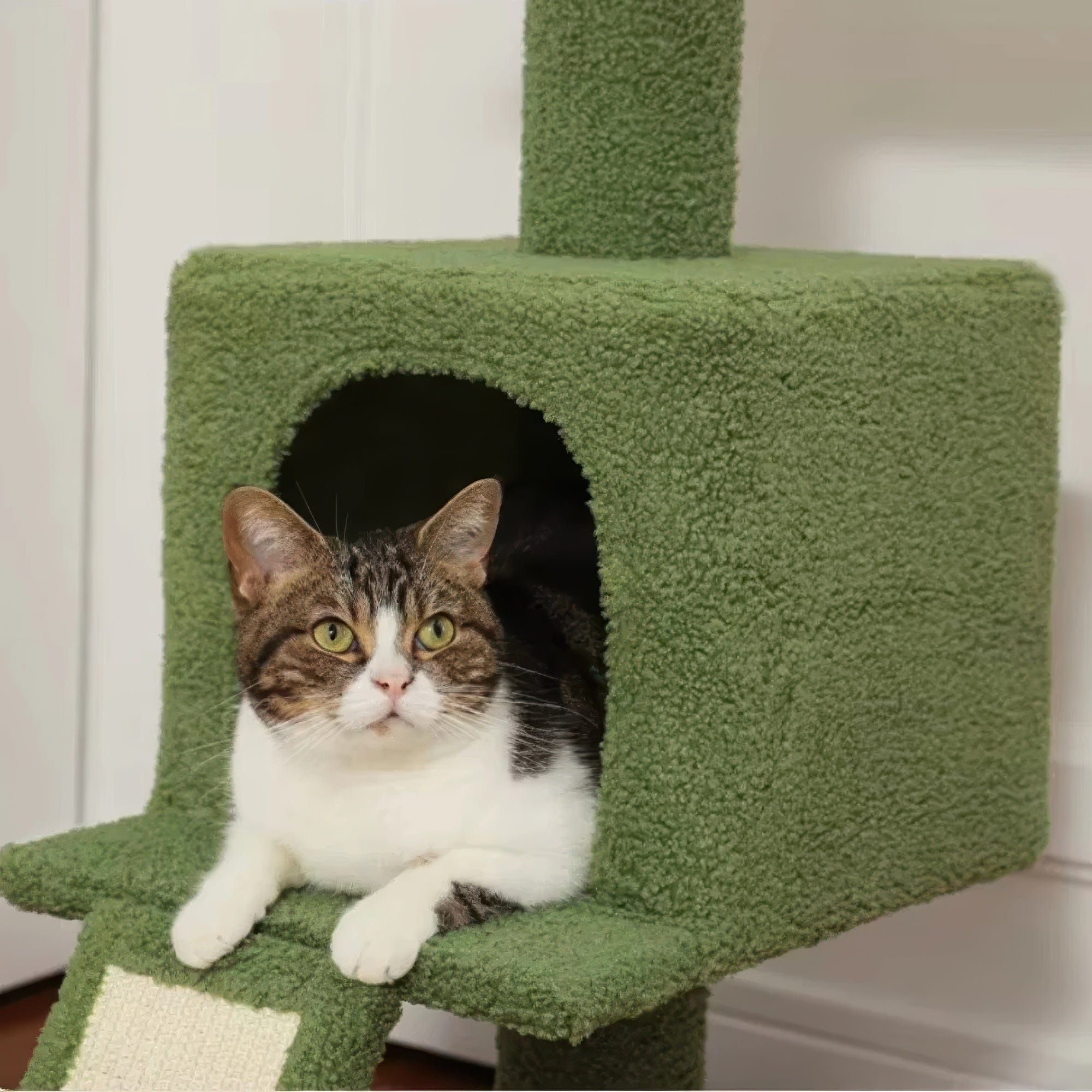 Arbre à chat plafond plante