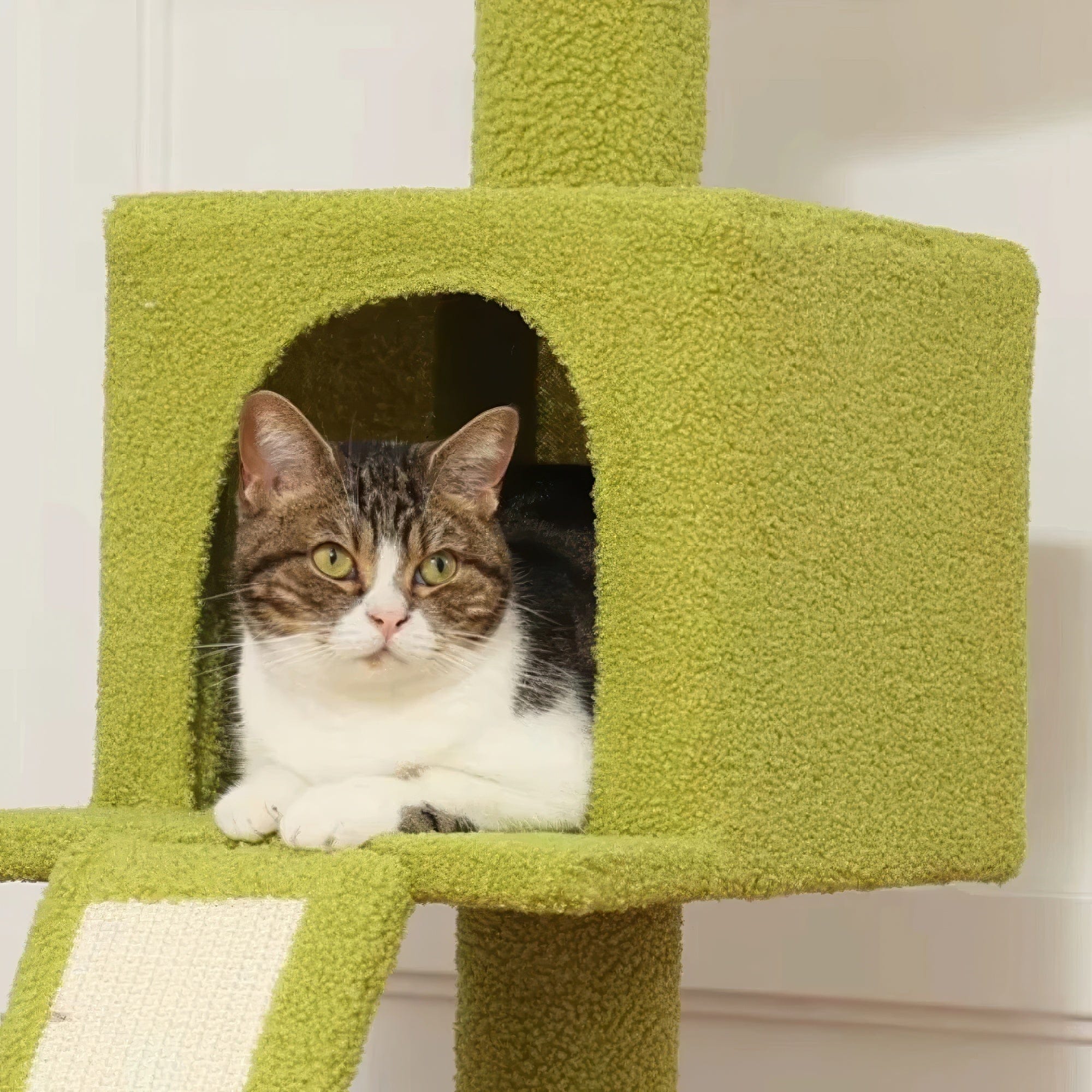 Arbre à chat plafond verdâtre