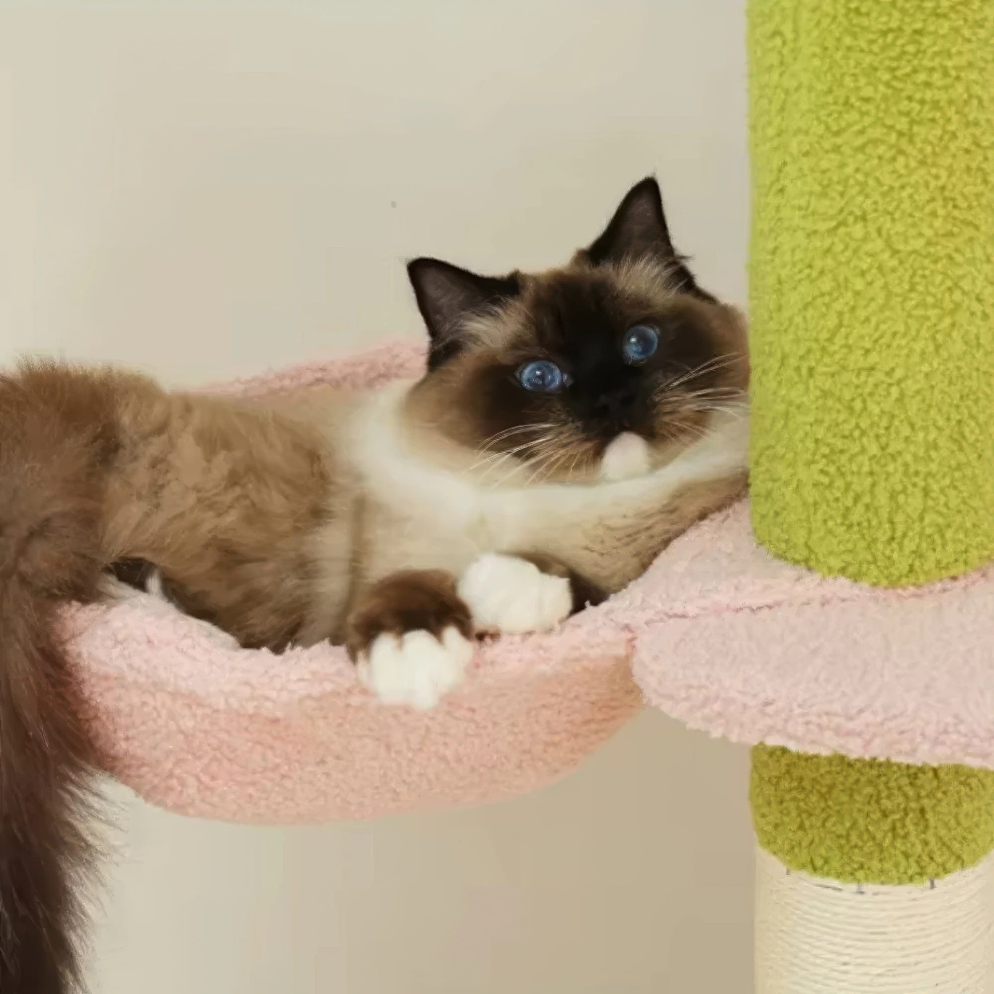 Arbre à chat plafond verdâtre