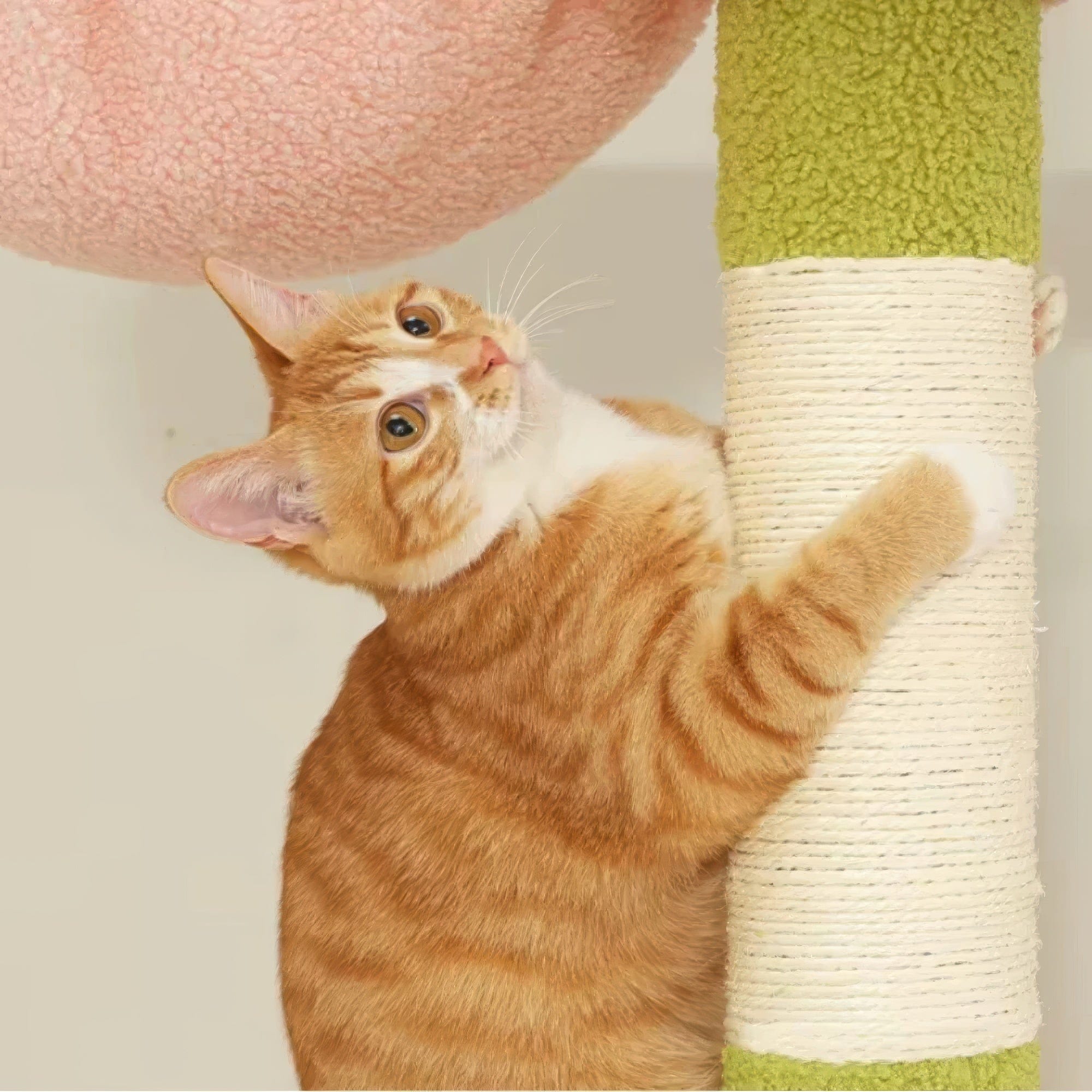 Arbre à chat plafond verdâtre