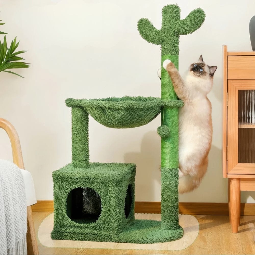 Arbre à chat - Plante