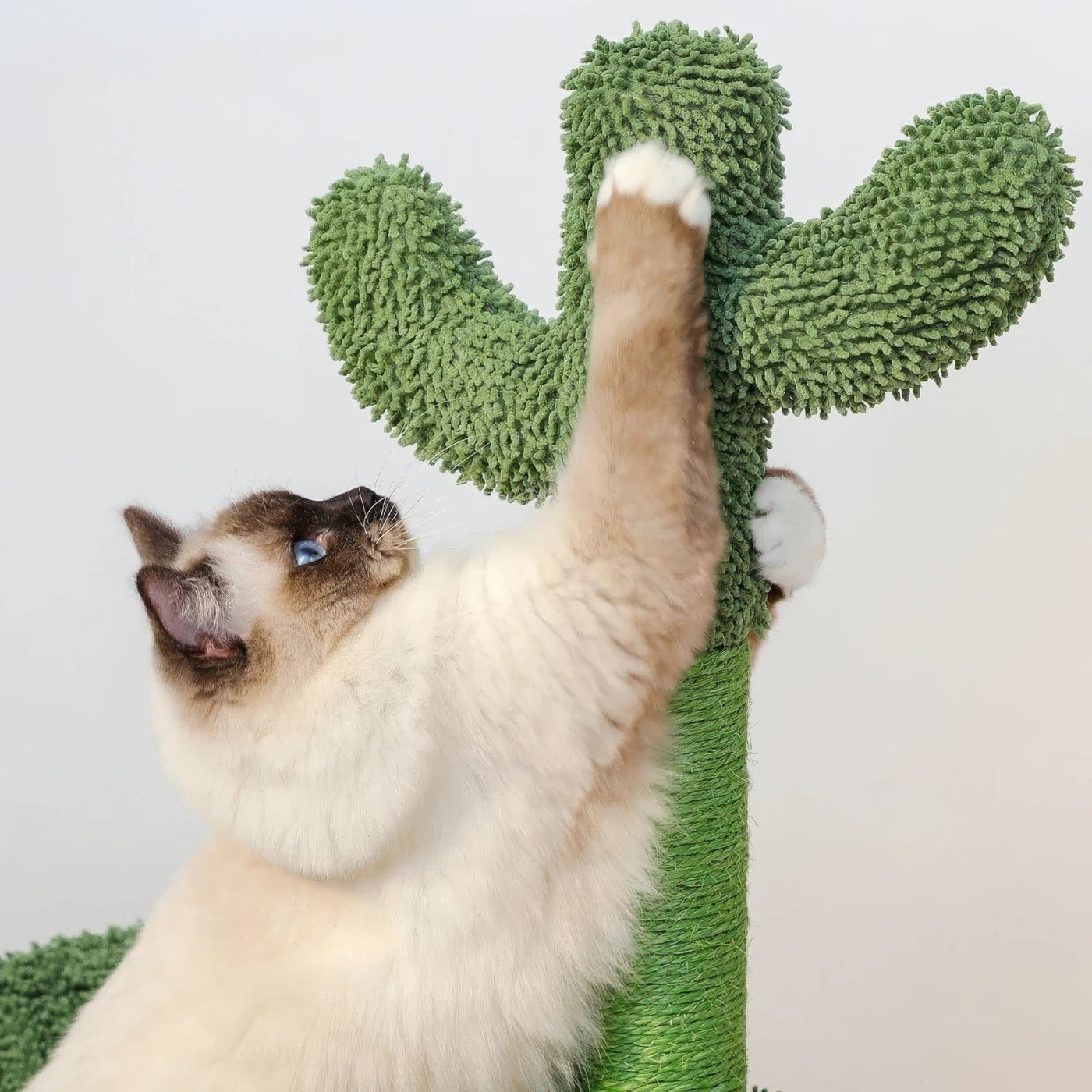 Arbre à chat - Plante