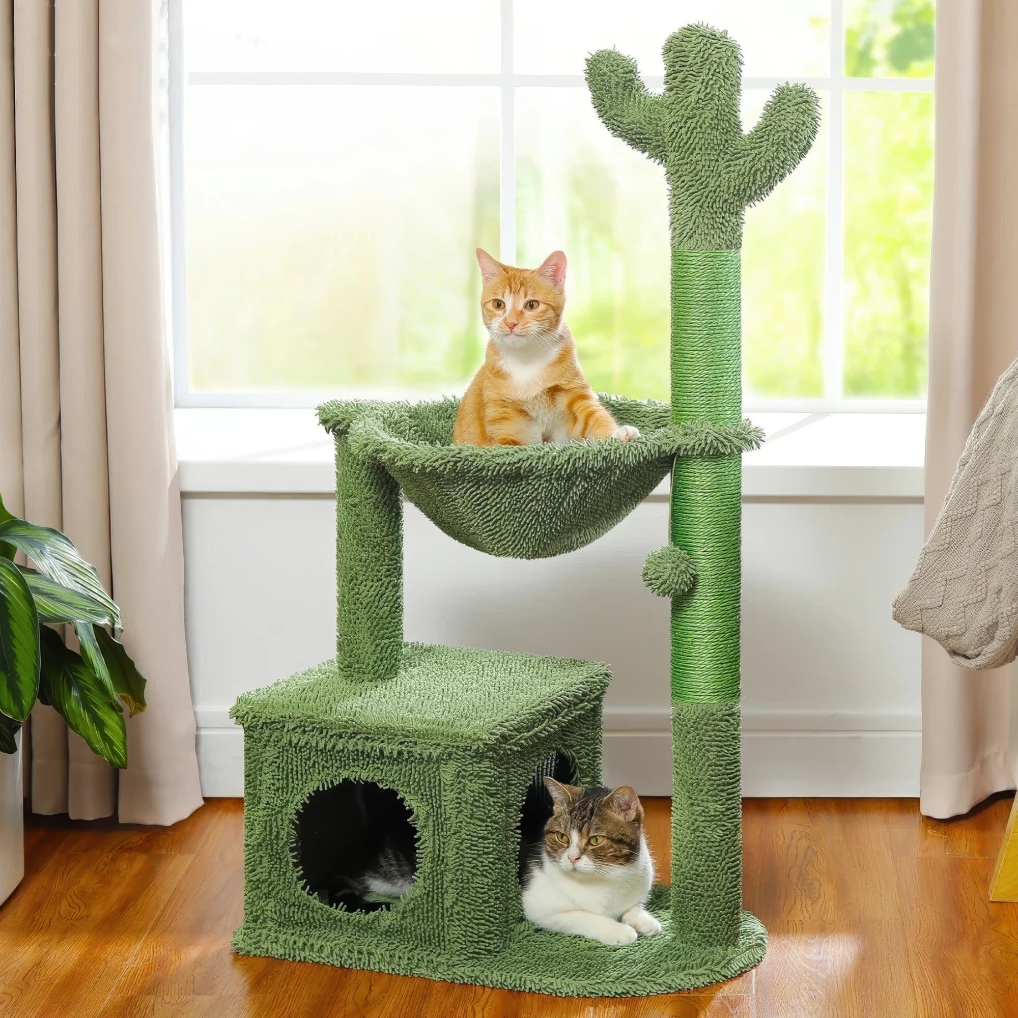 Arbre à chat - Plante