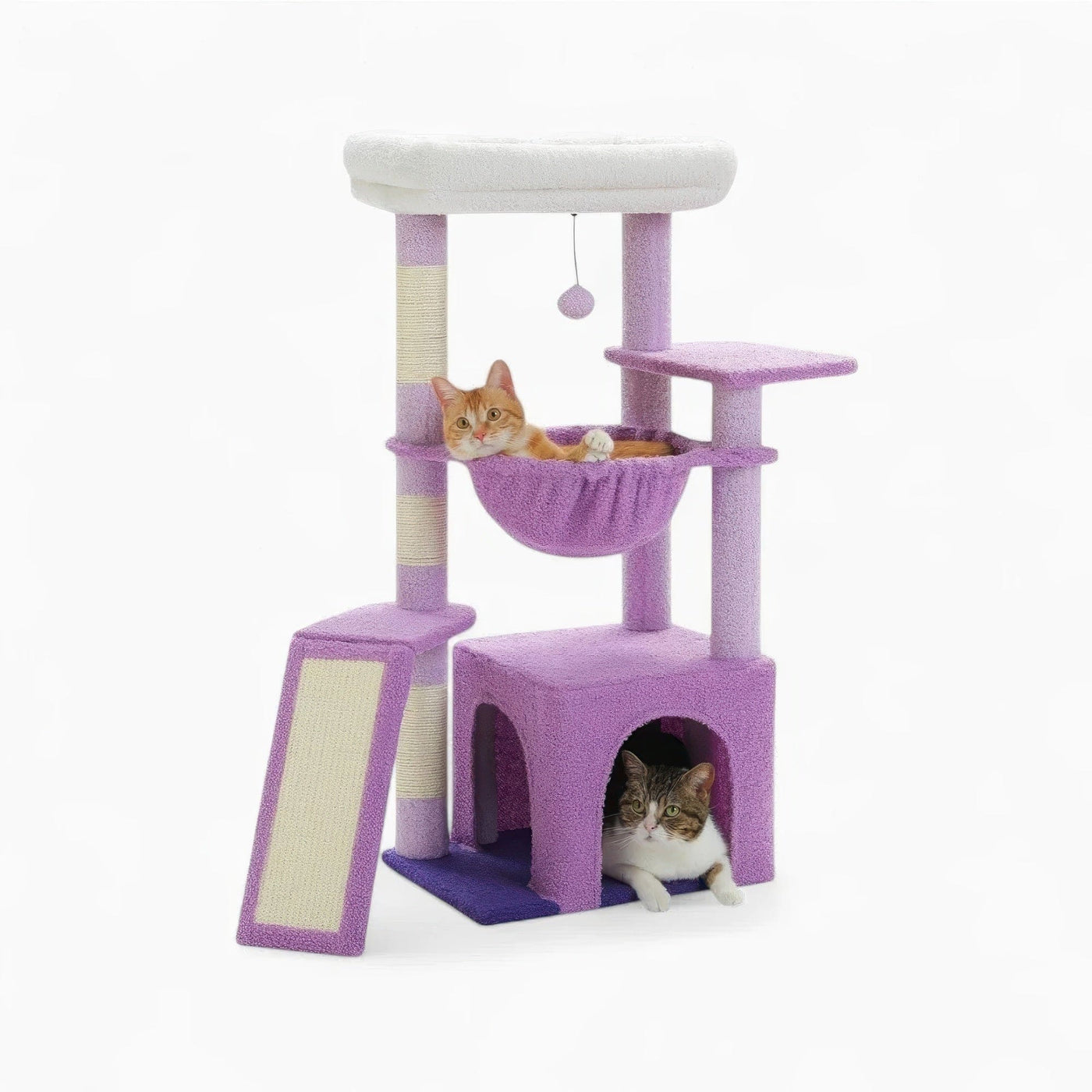 Arbre à chat - Pourpre