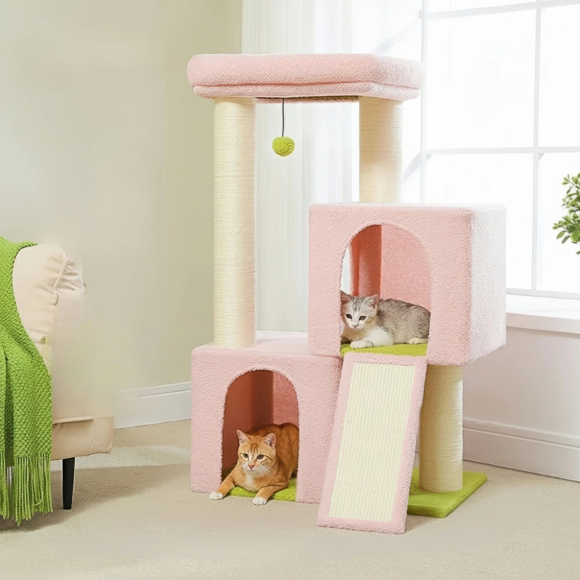 Arbre à chat - Rosâtre