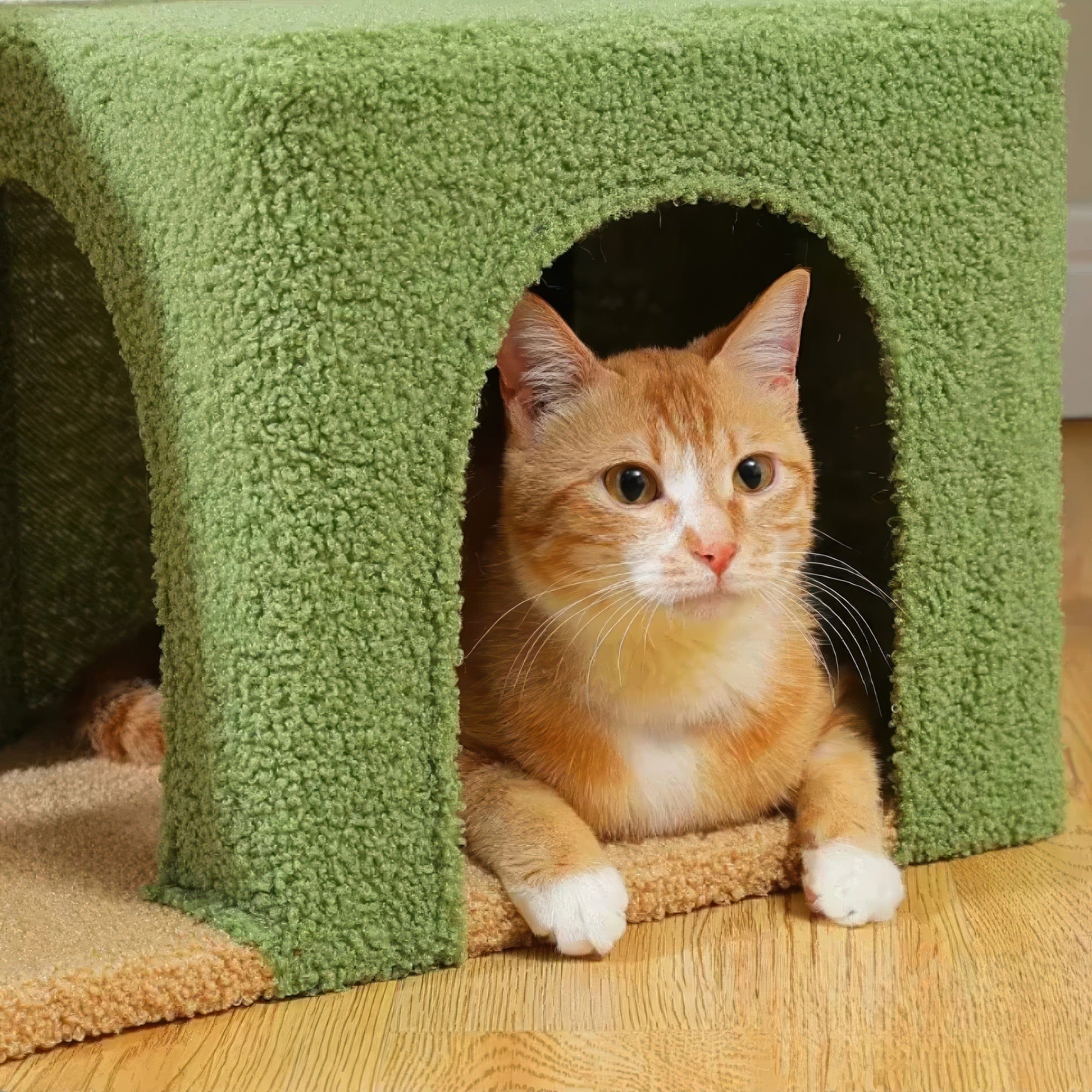 Arbre à chat - Sauge