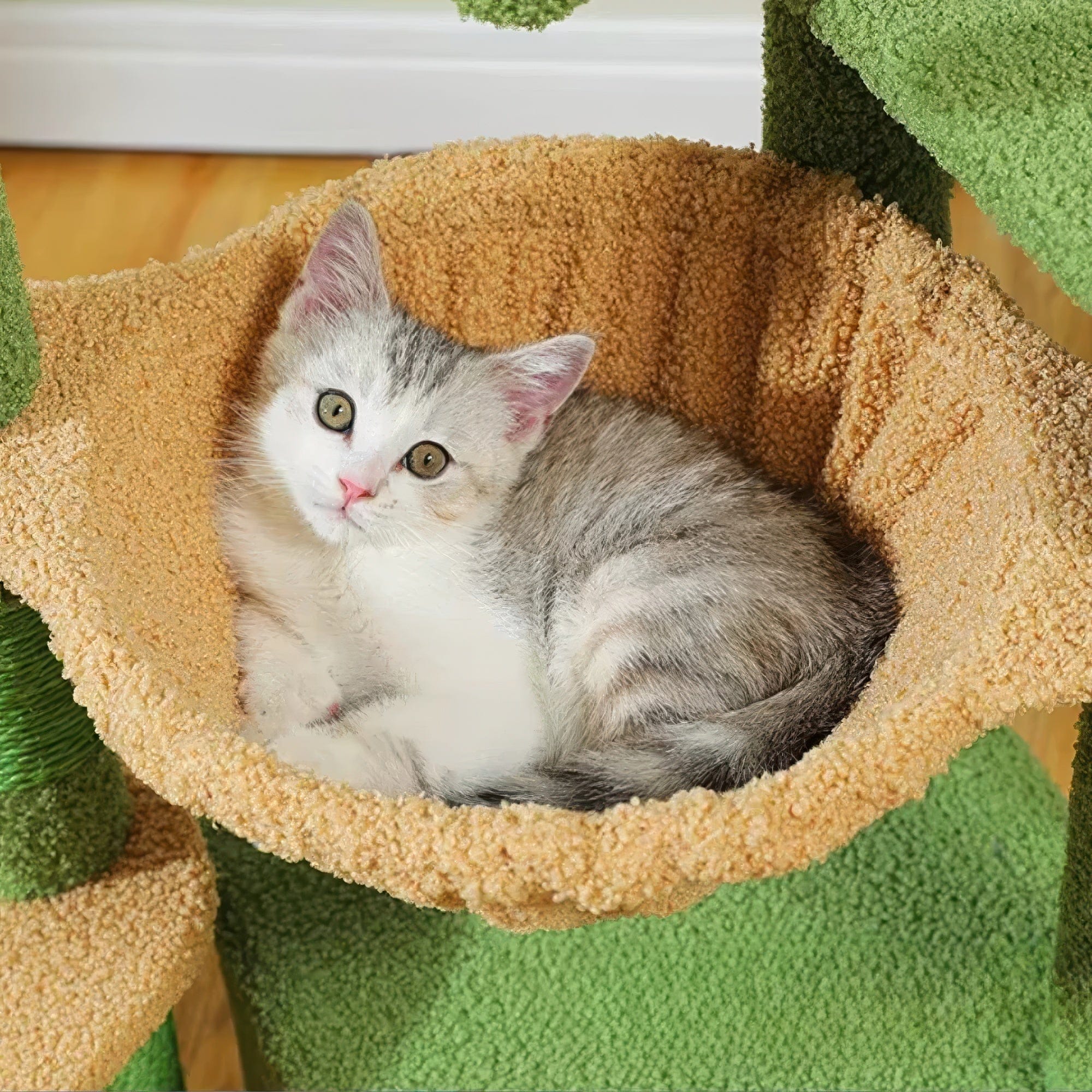 Arbre à chat - Sauge