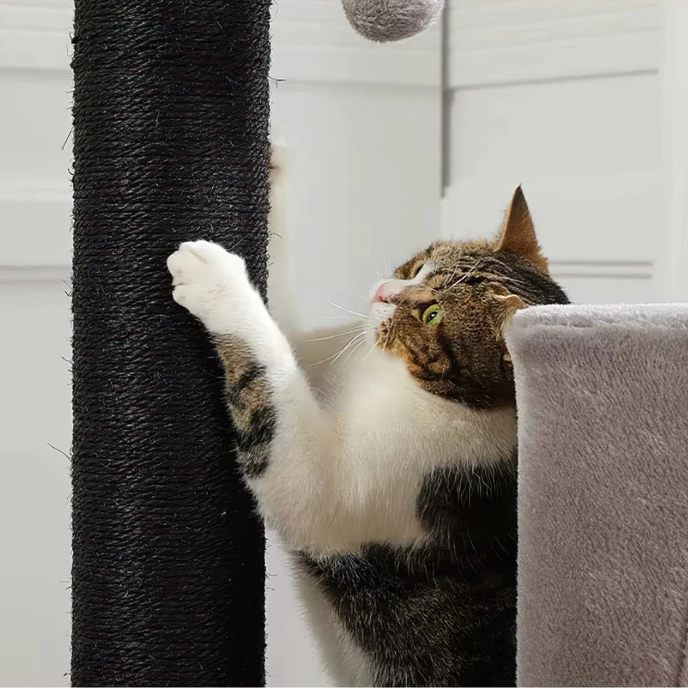 Arbre à chat - Séjour