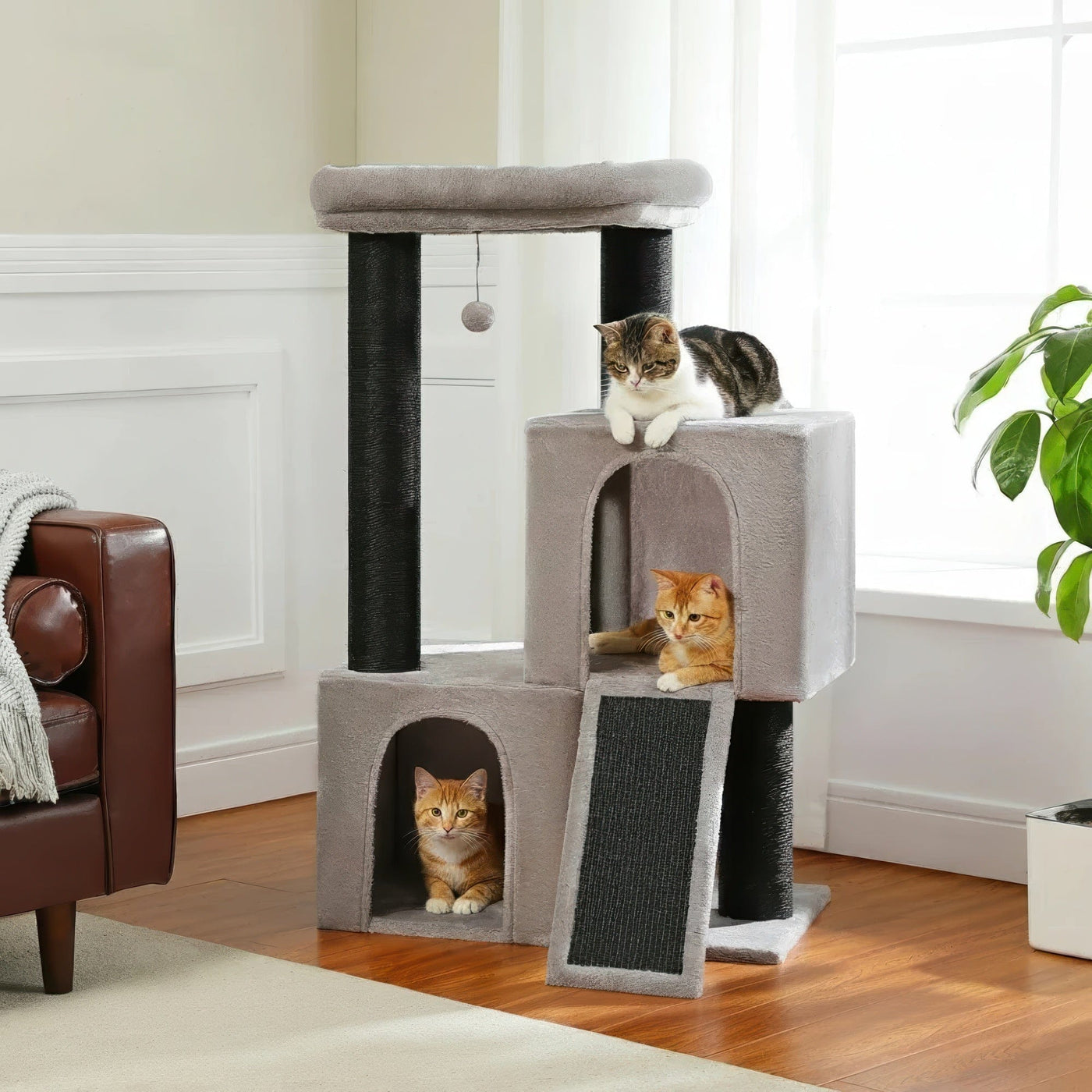 Arbre à chat - Séjour