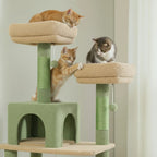 Arbre à chat - Verdâtre