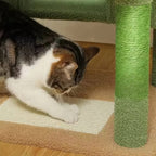 Arbre à chat - Verdâtre